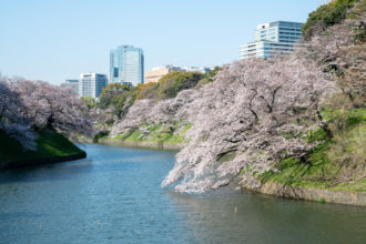 千鳥ヶ淵の桜
